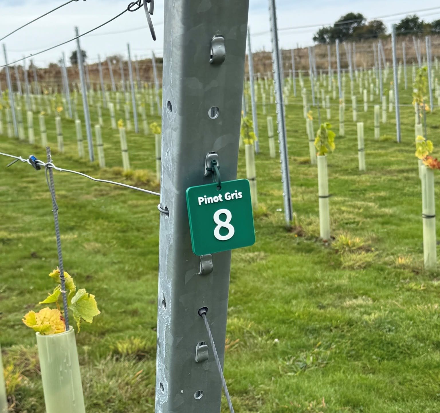 Pinot Reading Custom Vineyard & Orchard Tags UK | Durable Row Markers & Plant Labels ...